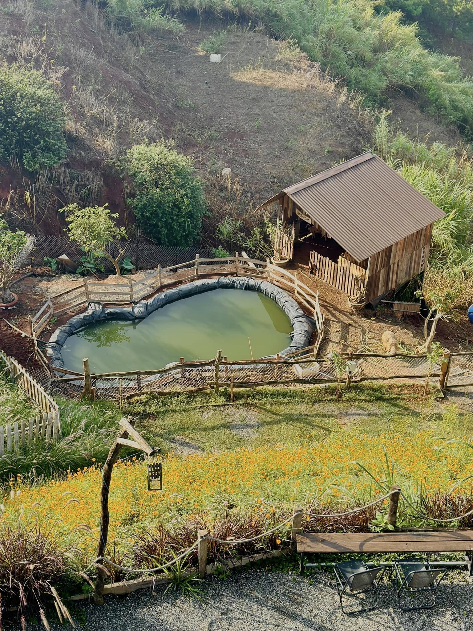 quán cafe Đà Lạt, địa điểm ăn uống, Pingo